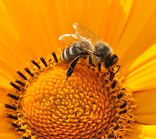 Image of a bee collecting flower nectar