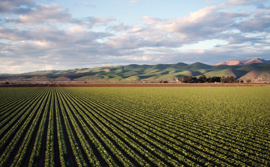 Image of a large mono-culture field