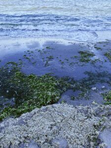 Image of seaweed and algae on a shoreline