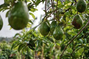 image of avocados hanging from the tree