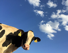 Image of a cow against a blue sky