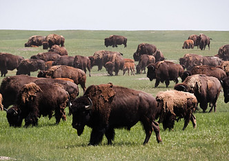 Image of bison roaming the plains