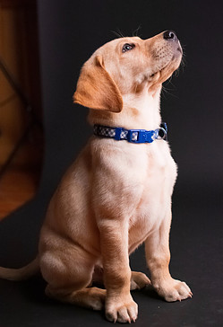 Image of a puppy looking upwards