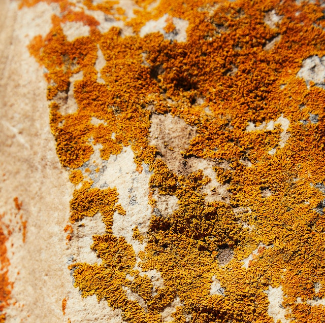 Rust coloured lichen on a rock. 