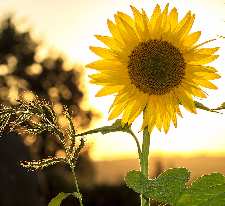 Sunflower at sunset. 