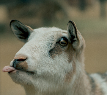 A goat sticking her tongue out. 
