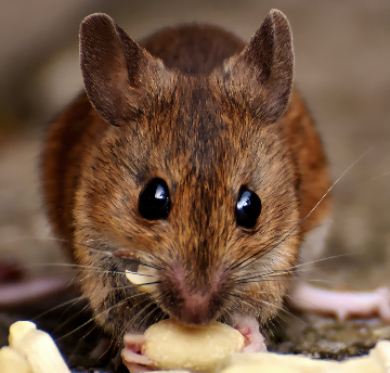 Close up of a field mouse eating a seed. 