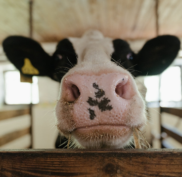 Close up of a cow looking over the pen. 