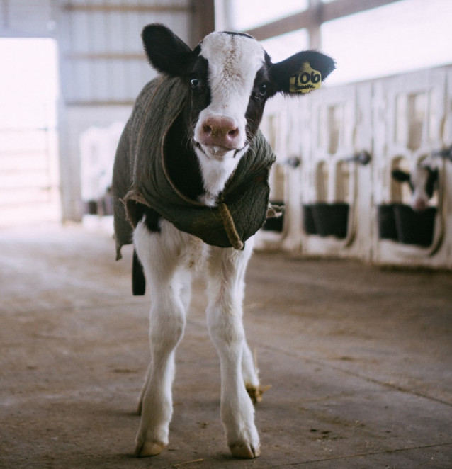 A calf in a big shed looking directly at the camera.