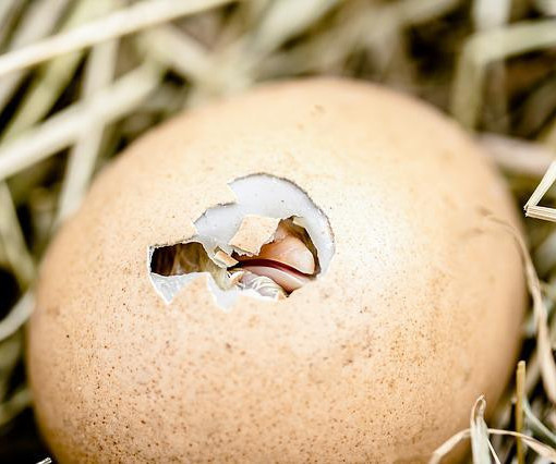 A chick breaking out of its shell. 