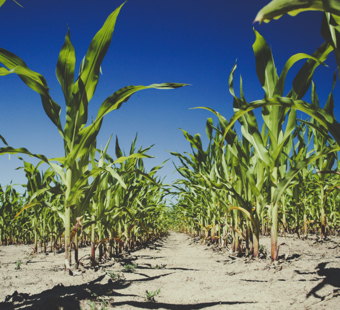 rows of corn image