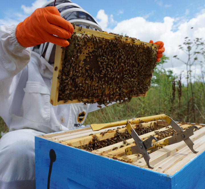 Beekeeper holding up a frame full of bees.