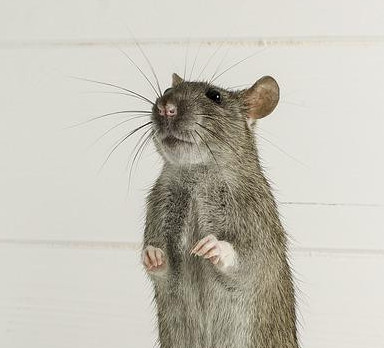 Close up of a rat standing up.