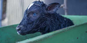 Newborn calf in a wheel barrow, separated from Mum.