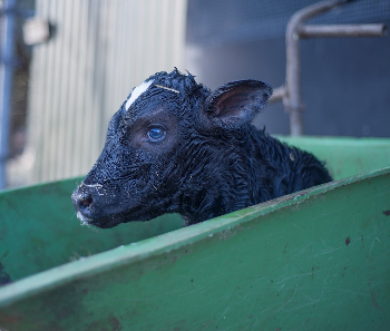 Newborn calf in a wheel barrow, separated from Mum. 