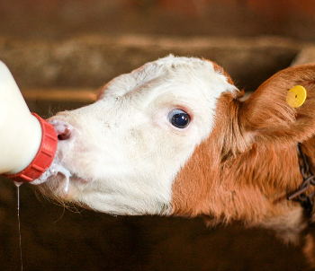 Newborn calf suckling from a plastic bottle. 