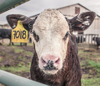 Close up of a calf with a yellow tag in his ear, staring at the camera. 