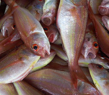 A pile of dead fish with their mouths open. 