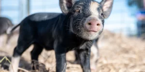 A little black piglet staring at the camera.
