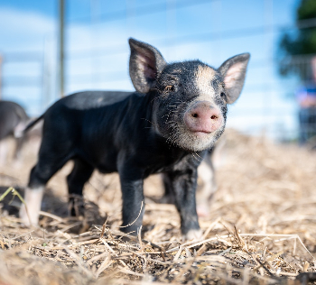 A little black piglet staring at the camera. 