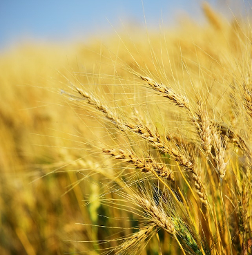 Close up of wheat growing in the fields. 