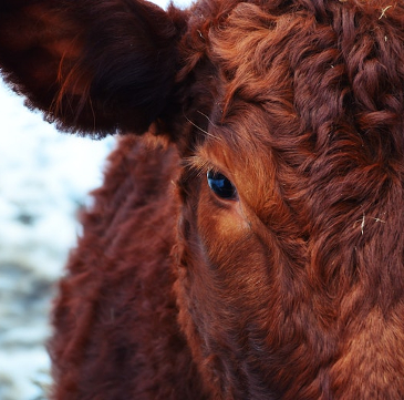 Close up of an Aberdeen Angus cow looking directly at the camera. 