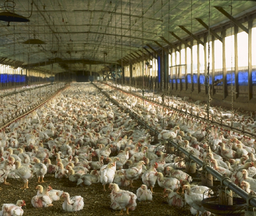 A Florida chicken shed with thousands of birds crammed in. 