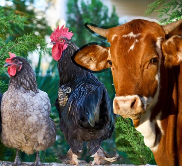 A cow super-imposed against an image of two chickens. 