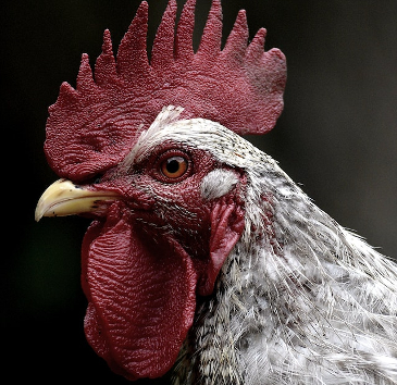 Side profile close up of a chicken. 