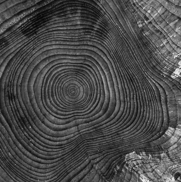 Tightly packed growth rings of a felled tree trunk. 