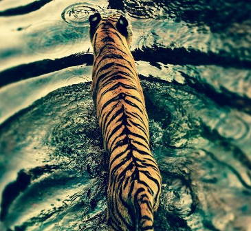 A tiger walking through shallow, turquoise green water. 