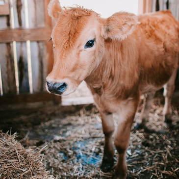 A young calf standing alone in its pen. 