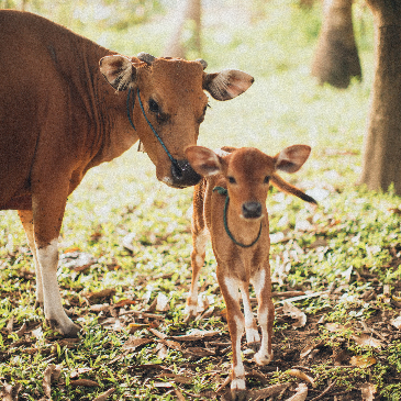 Cow and calf in the woods looking free. 