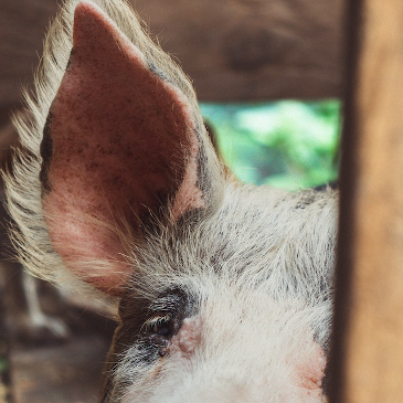 Close up of a pig in his enclosure, looking at the camera. 