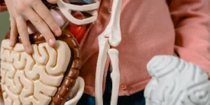 Model of the human body highlighting the gut and the brain.