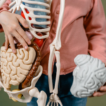 Model of the human body highlighting the gut and the brain. 