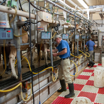 A modern dairy farming unit with cows hooked up to all kinds of equipment. 