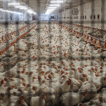 A huge shed packed full of Broiler chickens nearing slaughter age. 