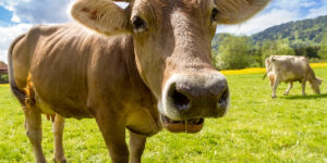 A healthy cow in a green field looking close into the camera on a nice sunny day.