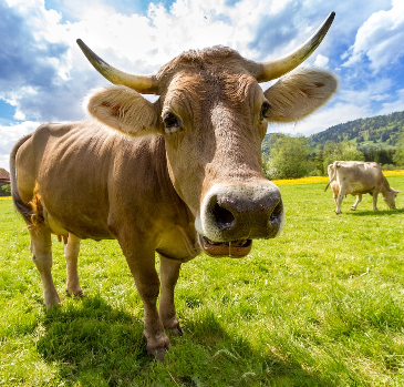 A healthy cow in a green field looking close into the camera on a nice sunny day. 