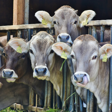 Young, grey haired cows looking at the camera through their feeding stations.