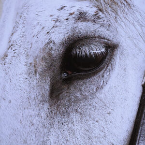 Close up of a white horse focussing on the eye.
