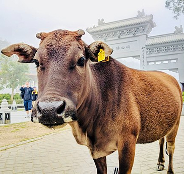 Close up of the sacred cow wandering the streets in India.