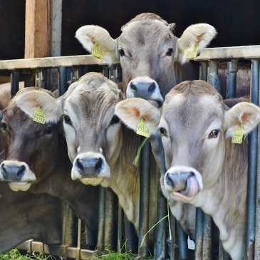 Cows at the feeding station looking up at the camera.