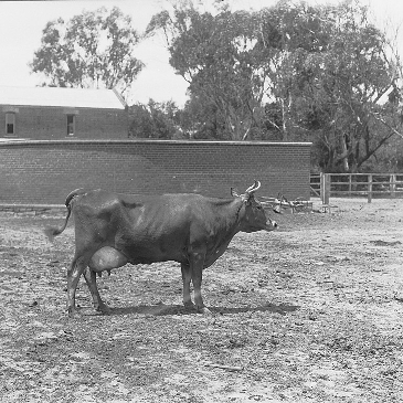 Black and white image of a dairy cow in the post WW2 era. 