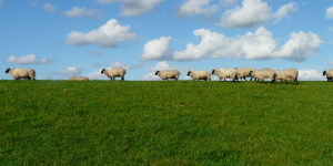 Sheep following each other in a line.