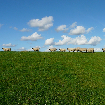 Sheep following each other in a line.
