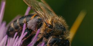 Close up of a honey bee collecting pollen.