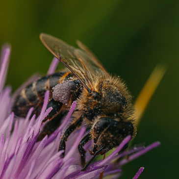 Close up of a honey bee collecting pollen.