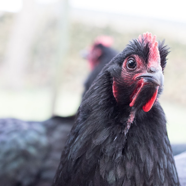 Close up of a black chicken looking at the camera, head slightly tilted. 